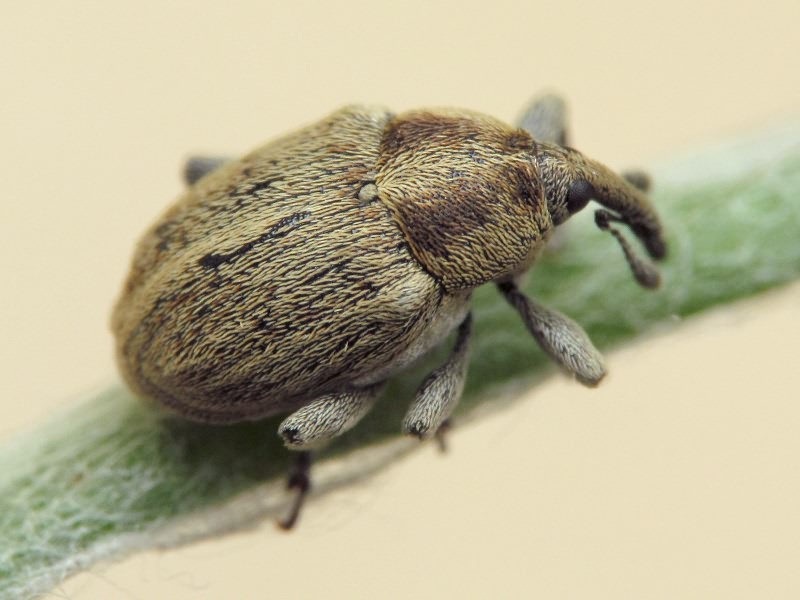 Sibinia pellucens (Scopoli, 1772)